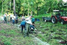 Výsadba stromků v lese 2006